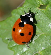 The 12 Most Common Ladybirds