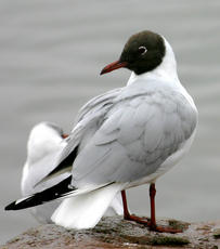 No such thing as a seagull!