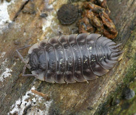 ID Guide to Common Woodlice