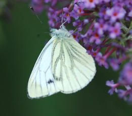 ID Guide to White Butterflies