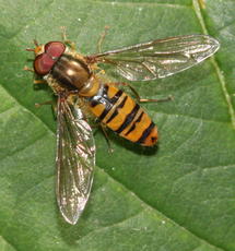 ID Guide to Common Hoverflies