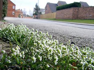 Learn Wildflowers - February