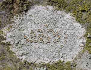 Common Lichens on Smooth-barked Trees