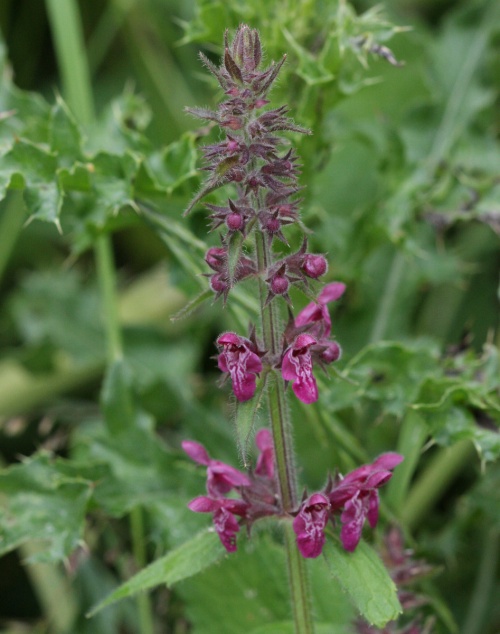 North Kilworth, Station Road Verge