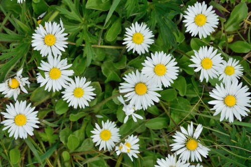 Wildflowers on Lawns and Mown Verges