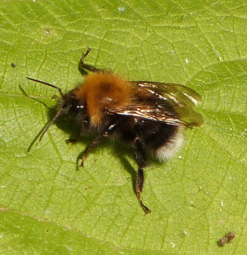 How to Identify Common Bumblebees