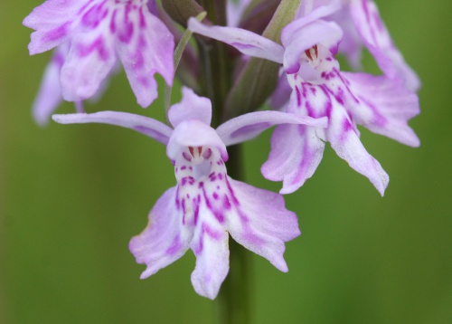 Common Orchids