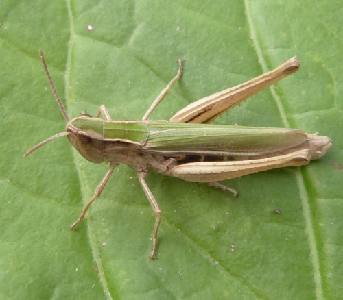 ID Guide to Common Grasshoppers