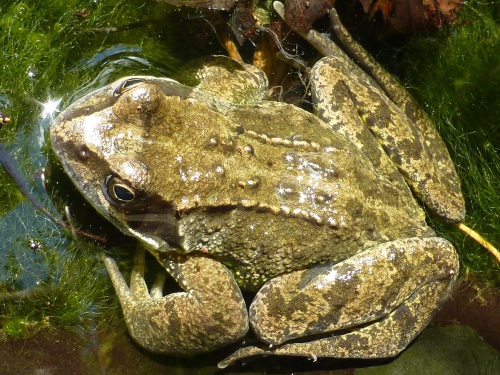 Amphibians in Leicestershire and Rutland