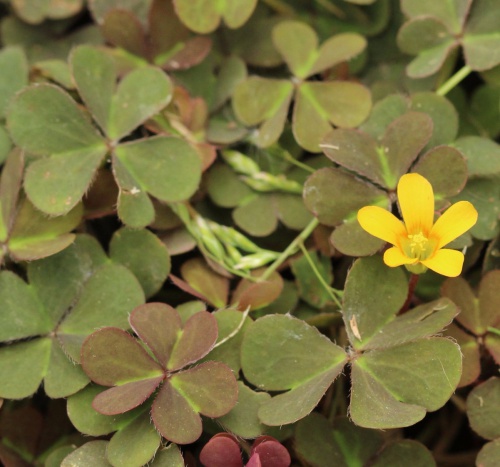 Learn Wildflowers - October