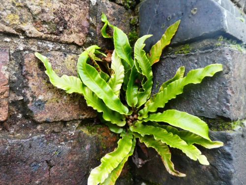ID Guide to Ferns on Walls