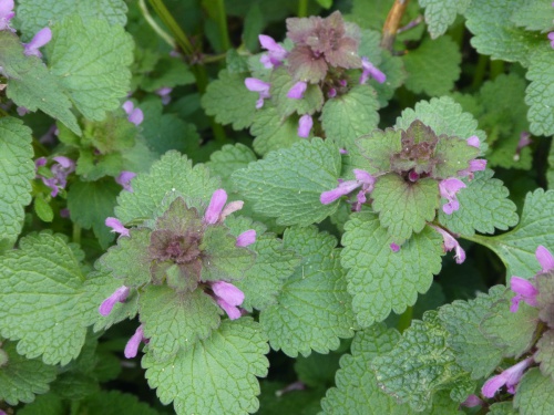 Learn Wildflowers - March