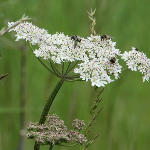 Stoughton, Gaulby Lane Verge