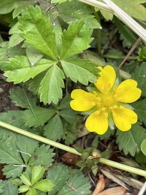 Desford, Hunts Lane Verge