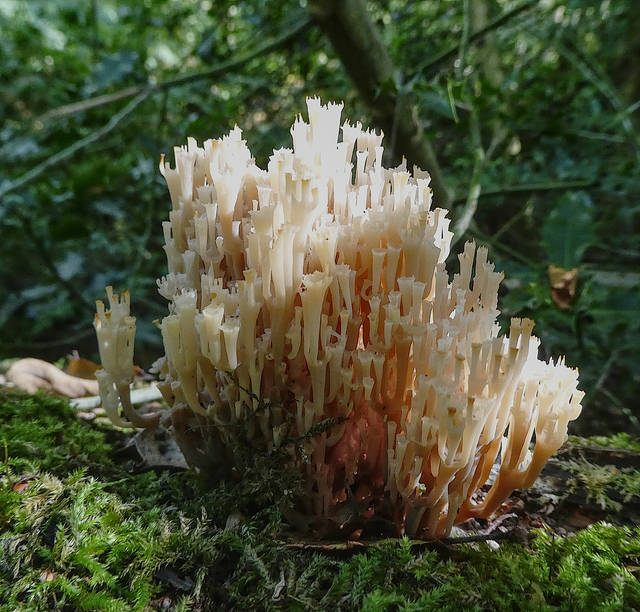 Candelabra Coral, Artomyces pyxidatus