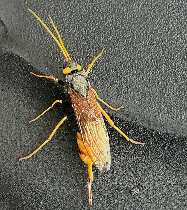 Giant Woodwasp