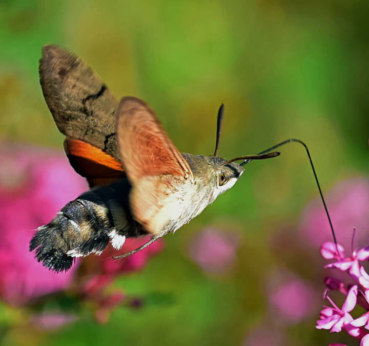 Humming-bird Hawk-moth