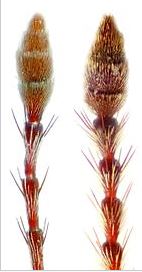 curculio.JPG