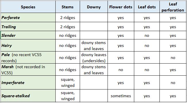 Hypericum guide