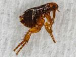 fleas