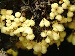slime moulds