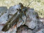 stoneflies