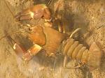 crayfish, woodlice & other crustaceans