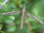 cranefly