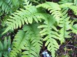 ferns & horsetails