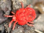 ticks, mites & pseudoscorpions