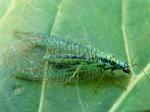 lacewings & scorpionflies