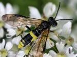 sawfly