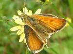 https://warehouse1.indicia.org.uk/upload/12/92/96/Small%20Skipper%20Butterfly%20(Thymelicus%20sylvestris)%20Field%20near%20Granitethorpe%20Quarry%20Sapcote%20SP%204940%209376%20(taken%2026.6.2009).JPG