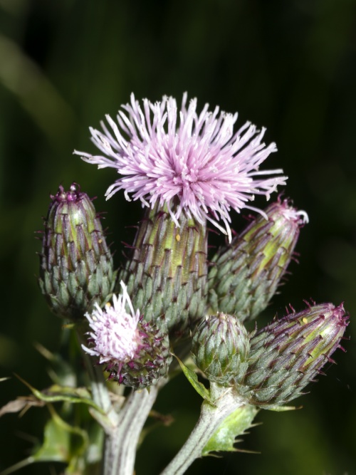 ID Guide to Common Thistles