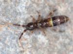 springtails & bristletails