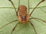 harvestmen