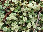 liverworts
